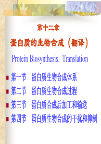 蛋白质的生物合成（翻译）