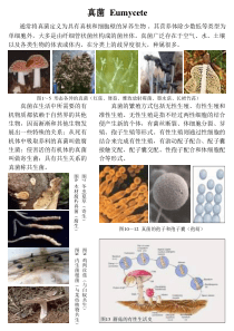 通常将真菌定义为具有真核和细胞壁的异养生物