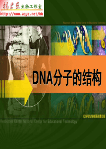 高中生物 必修二 DNA分子的结构