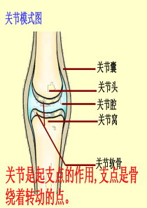 2015新人教版先天性行为和学习行为