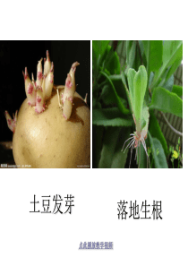 菊花的组织培养.ppt