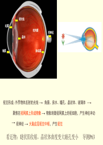 (第二课时)第二节神经系统中信息的传递和调节.