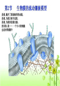 012生物膜的流动镶嵌模型