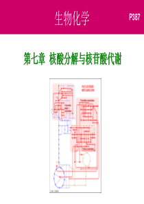 07核酸分解与核苷酸代谢.