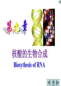 10章核酸的合成-2.
