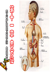 11内分泌.