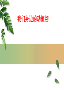 我们身边的动植物