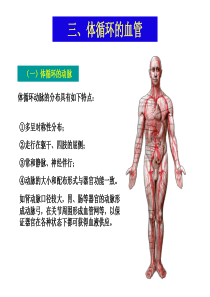 72第二节血管体循环动脉