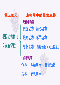 2015新人教版八年级生物上册总复习课件