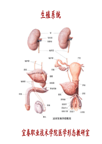 32男性生殖系统