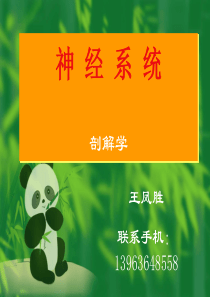 神经系统解剖学课件