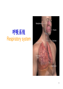 69呼吸系统