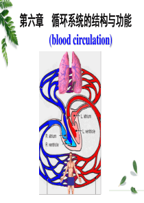 12级药学本科血液循环1