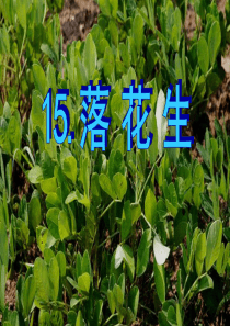 (修改)15落花生ppt课件