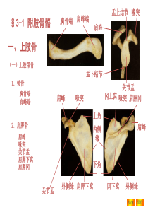 上、下肢骨及连接