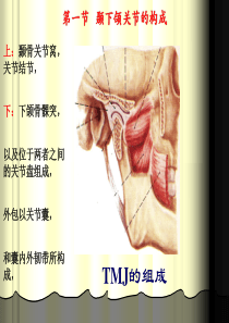 颞下颌关节解剖生理结构讲课PPT