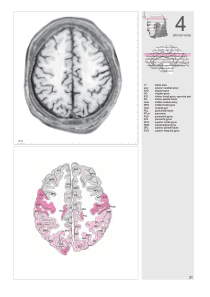 Atlas of Human Brain_人类大脑图谱-2