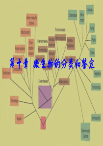 31微生物的分类和鉴定