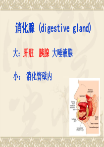 组织学与胚胎学精品课件消化腺-肝脏