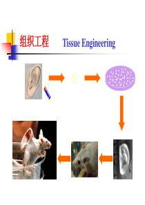 组织工程