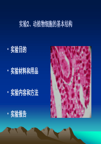 2-动植物细胞的观察