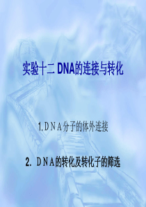 DNA连接与转化