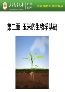 第2章 玉米的生物学基础