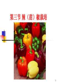 第三节.辣椒栽培-1