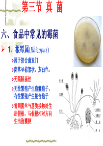 第二章 微生物的形态和分类(5)