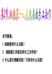 1.3.2细胞器──系统内的分工合作