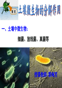 土壤微生物的分解作用