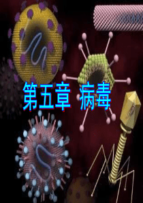 第五章 病毒ppt