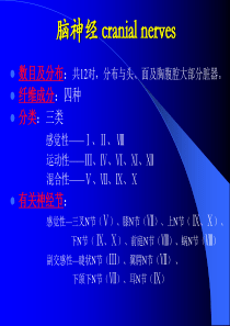 脑神经 人体解剖学 系统解剖学