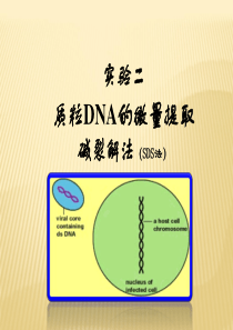 第二章 质粒DNA的微量提取(SDS法)