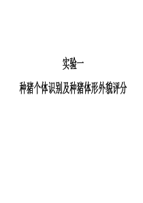 实验一种猪个体识别及体型外貌评分