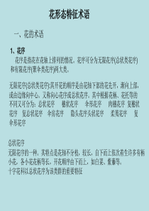 花形态特征术语