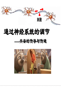 兴奋的传导与传递