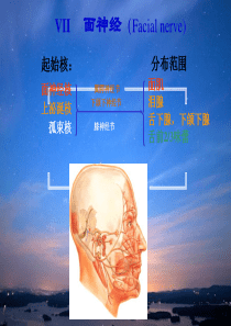 面神经解剖.pptx