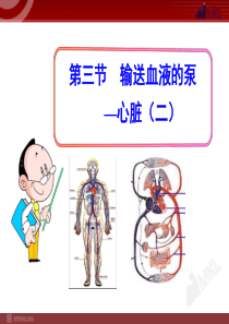 第三节  输送血液的泵―心脏(二)(七年级下册)