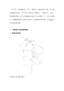 彩铅牵牛花的绘画步骤