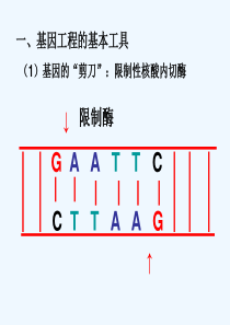 基因工程及其应用课件5