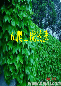 6爬山虎的脚(上课用)