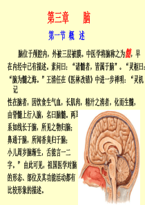 脑干研究生