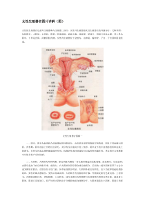 女性生殖器官详解图片