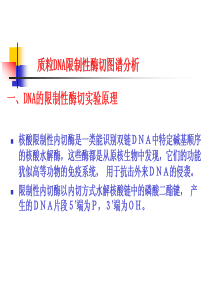 质粒DNA限制性酶切图谱分析