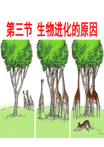 生物进化的原因ppt