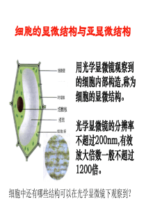 细胞的显微结构与亚显微结构