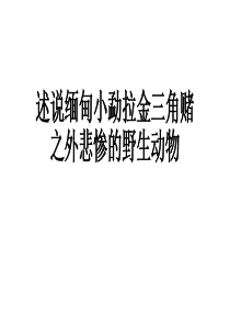 述说缅甸小勐拉金三角赌之外悲惨的野生动物