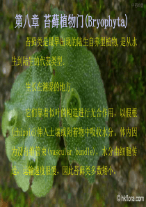 8.第八章苔藓类植物