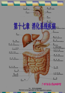 消化系统常见疾病